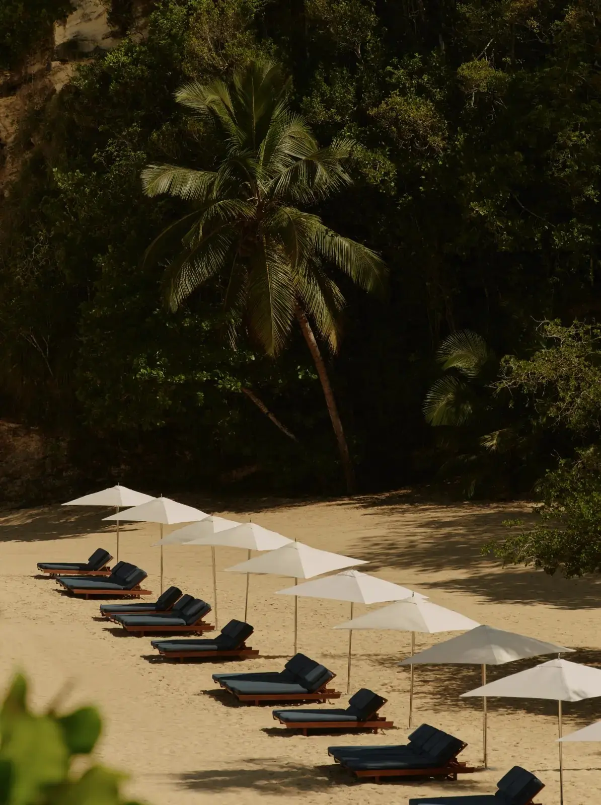 Sun loungers and white parasols in a row on a quiet palm-fringed beach