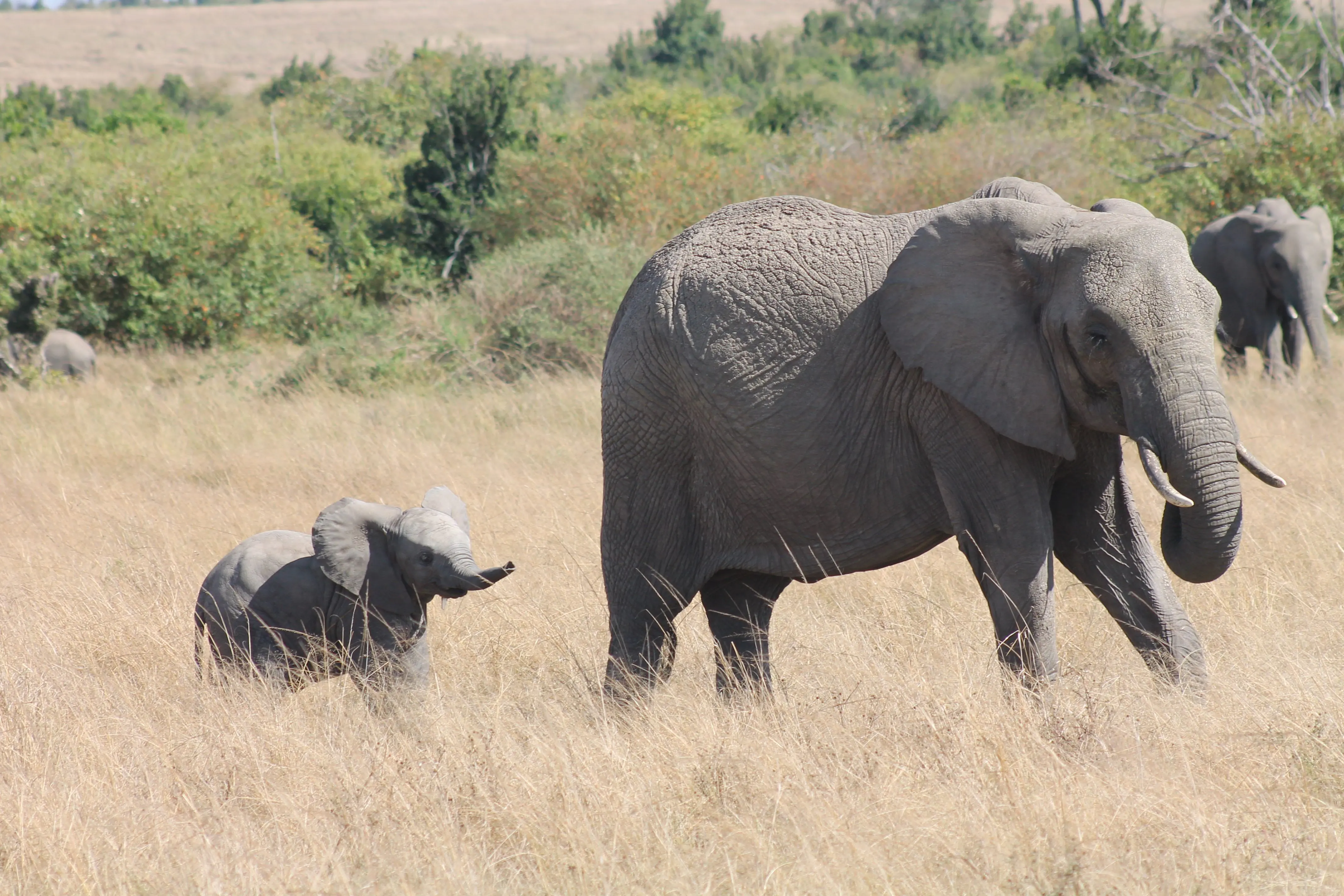 An elephant and her calf crossing dry grassland